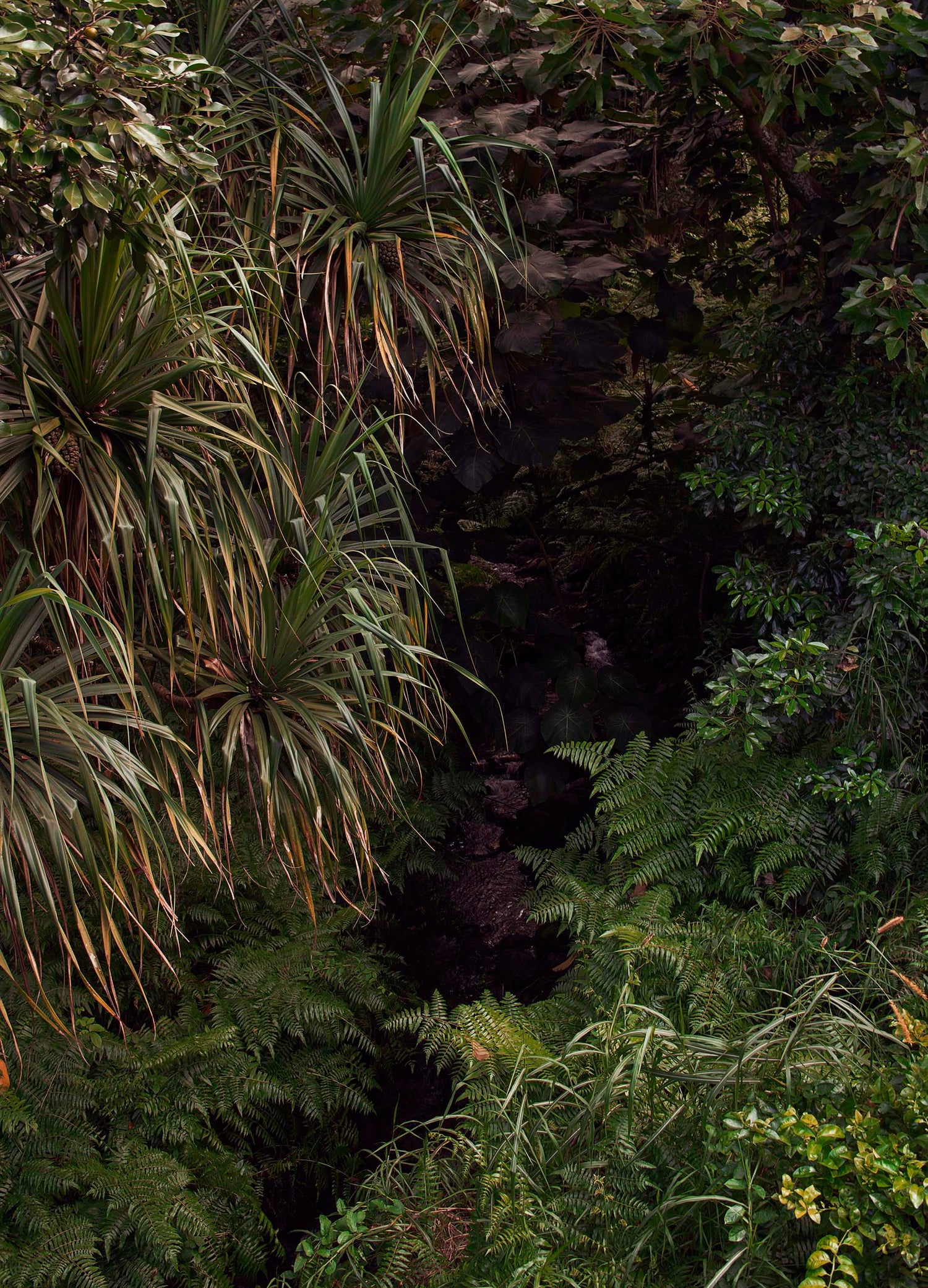 Lush green jungled canopies on the grounds of the Byodo In Temple in Honolulu, Hawaii.