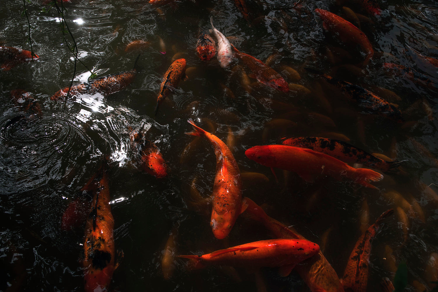 Milky orange koi fish glittering and glowing in the sunlight in a mature koi pond.