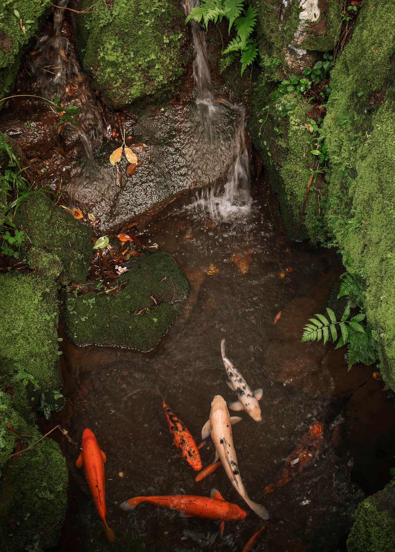 Koi Fish gather and dance around each other in a small pond with a bubbling waterfall in the Byodo In Temple in Honolulu, Hawaii.