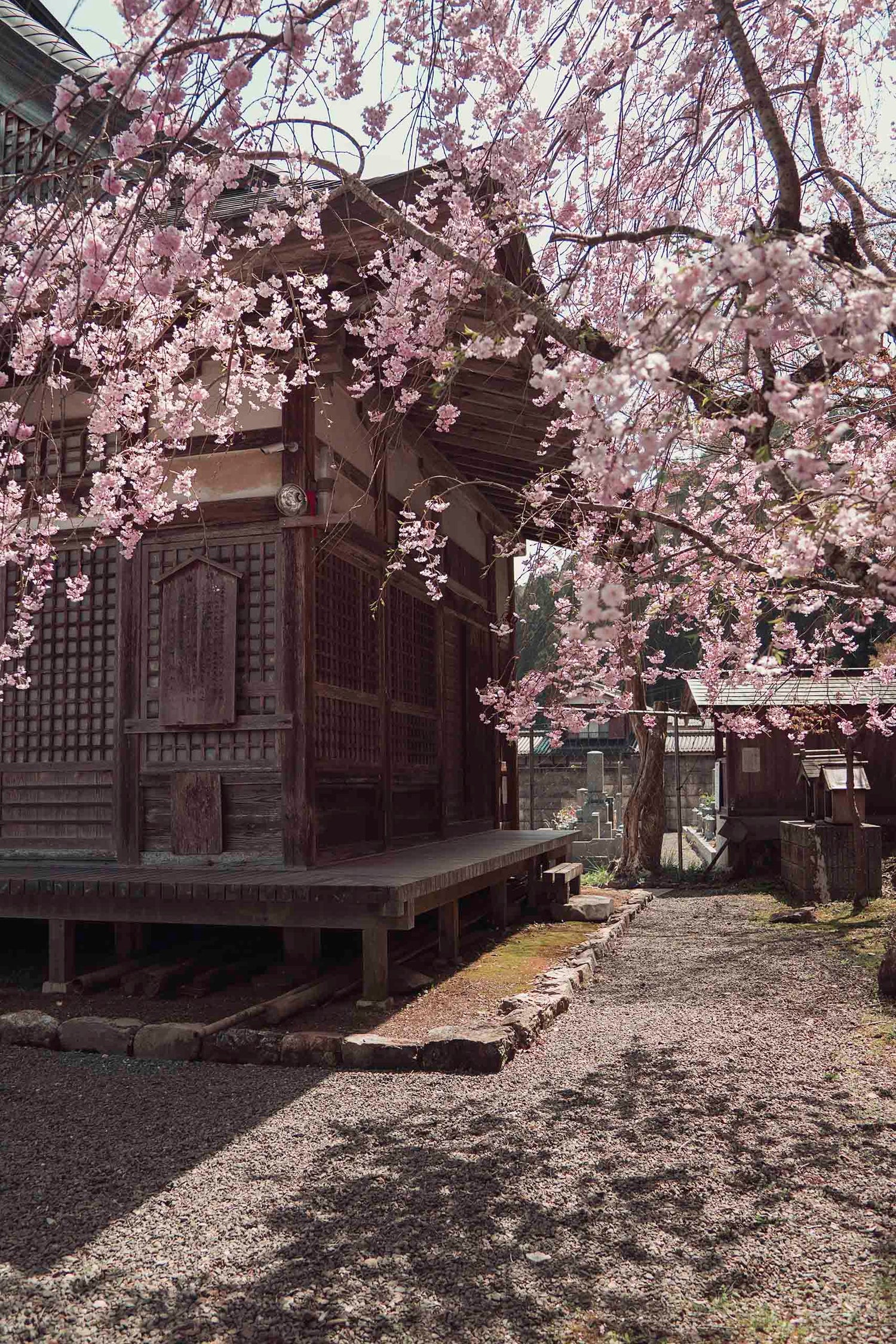 Pink cherry blossoms in full bloom at a temple shrine in the mountains of Kyoto.