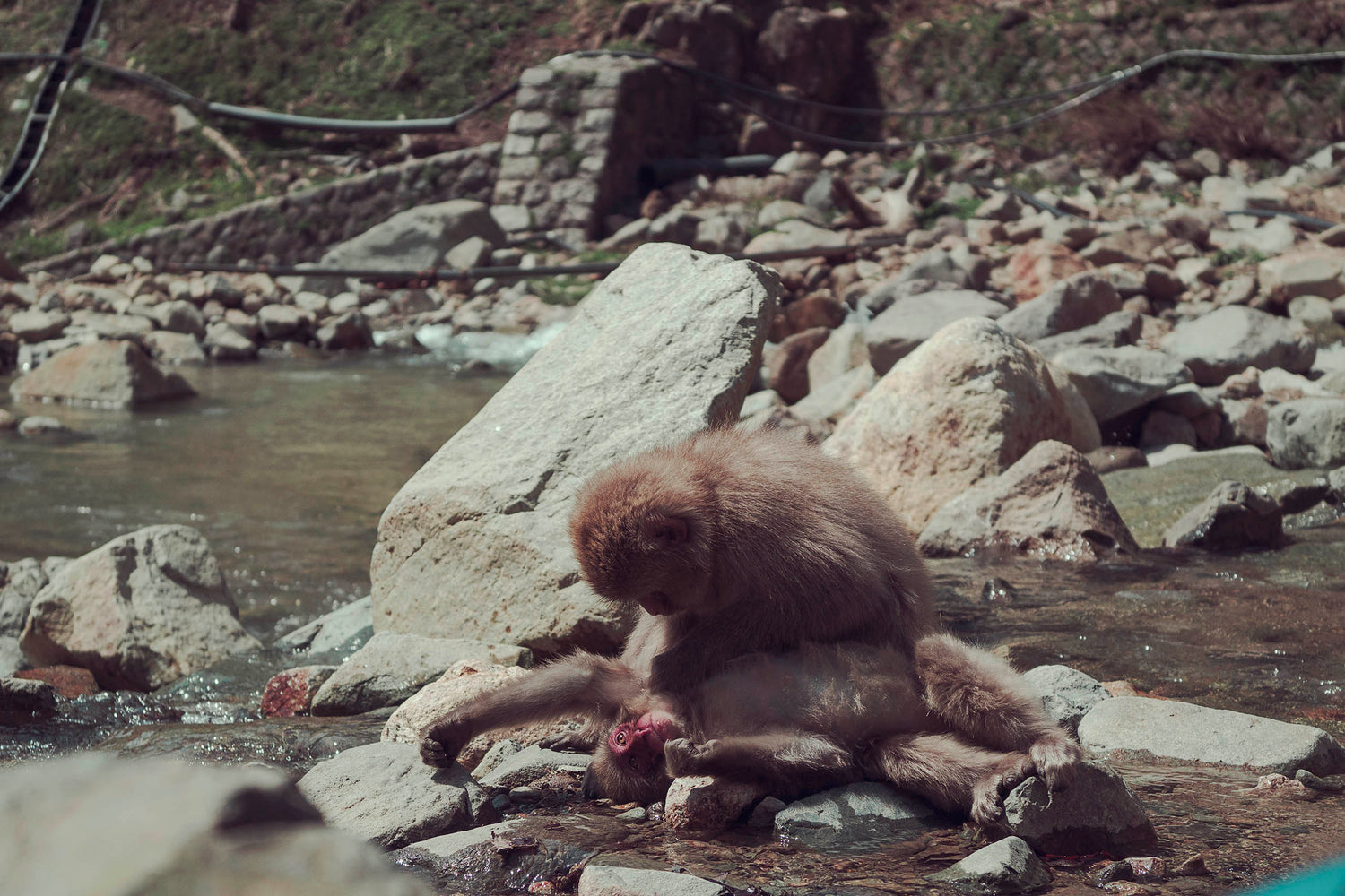 Two snow monkeys sit in the on some rocks on a sunny day in the river and groom each other at the snow monkey park in Nagano Japan. 