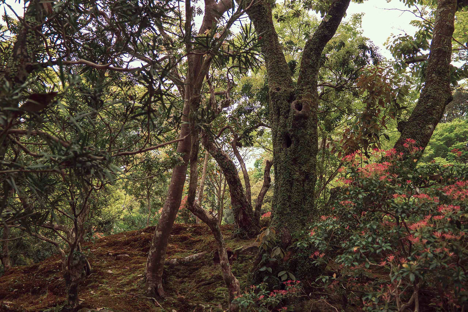 Japanese strolling garden in Nara Japan celebrates and replicates the wild nature of a forest. Moss covered rocks, grounds, and trees. Red flowers brighten up the scene in the right. 