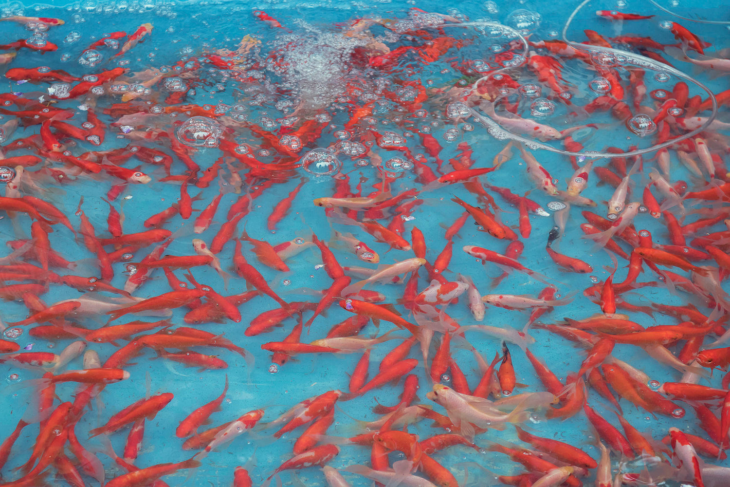 Young koi fish up for grabs at a buddhist temple celebration in Nara Japan. 