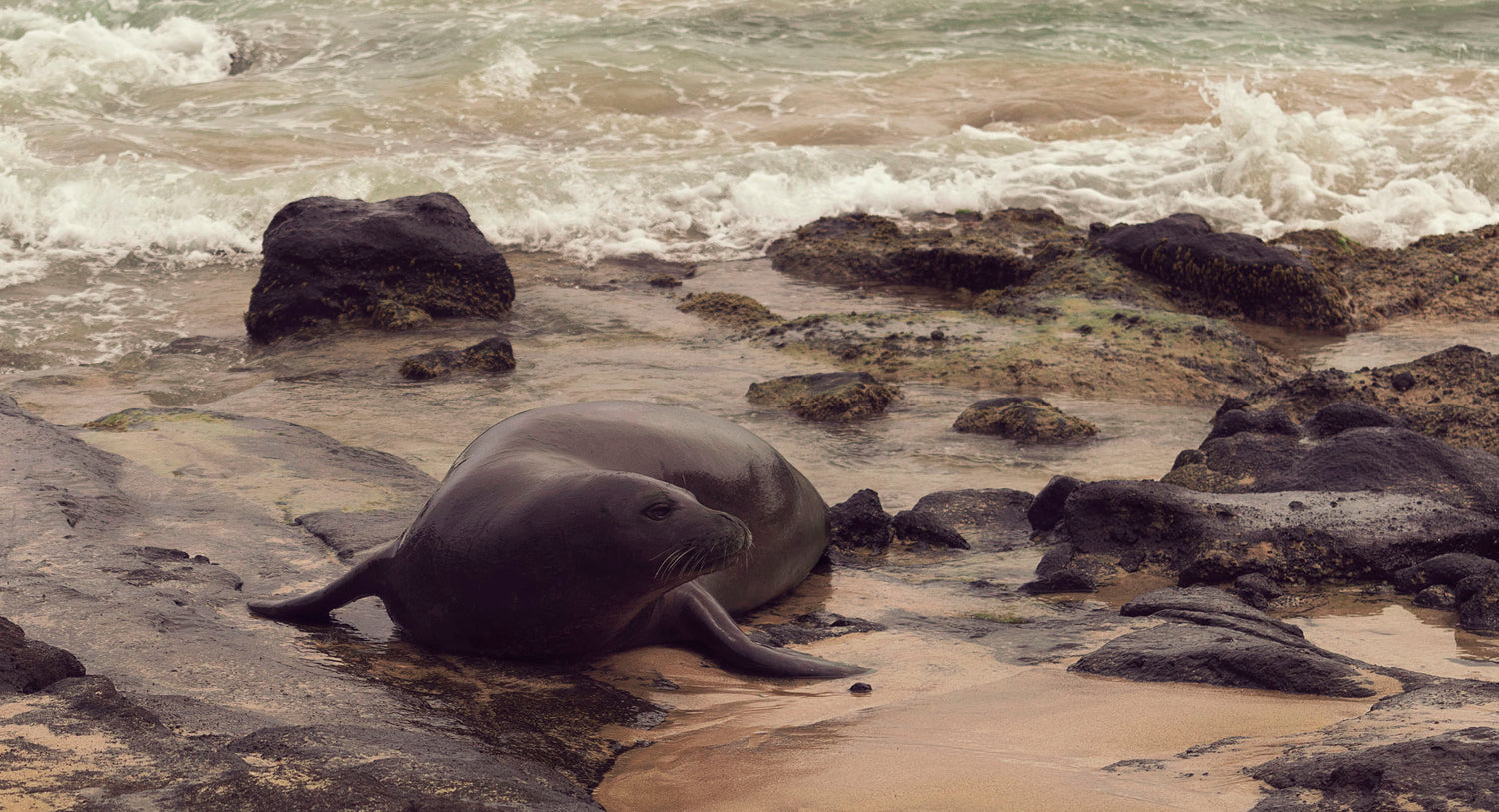 A cute adult seal lion, otherwise known as the sea doggo, beaches on the shore of a small cove in Honolulu Hawaii. The sea lion glistens in the sunlight on black volcanic stone, and fine tan sand. .