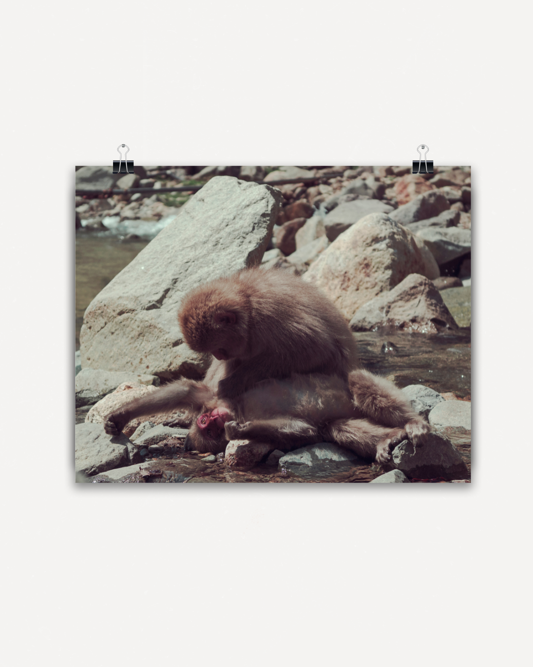 Snow Monkeys Grooming